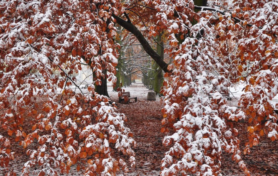 Season, Tree, Nature, Winter, Fall