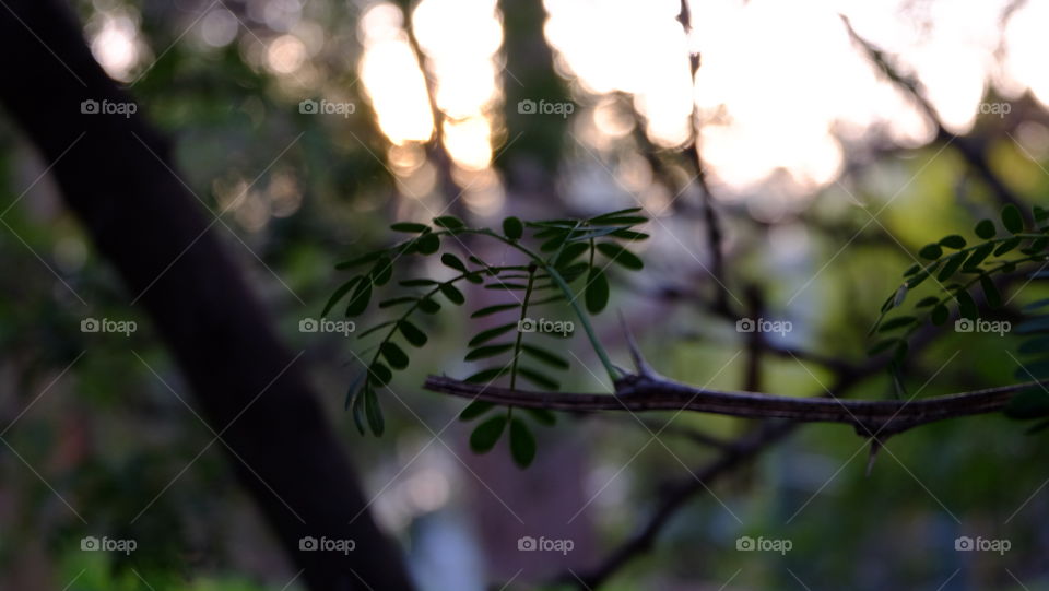 Chasing the evening light