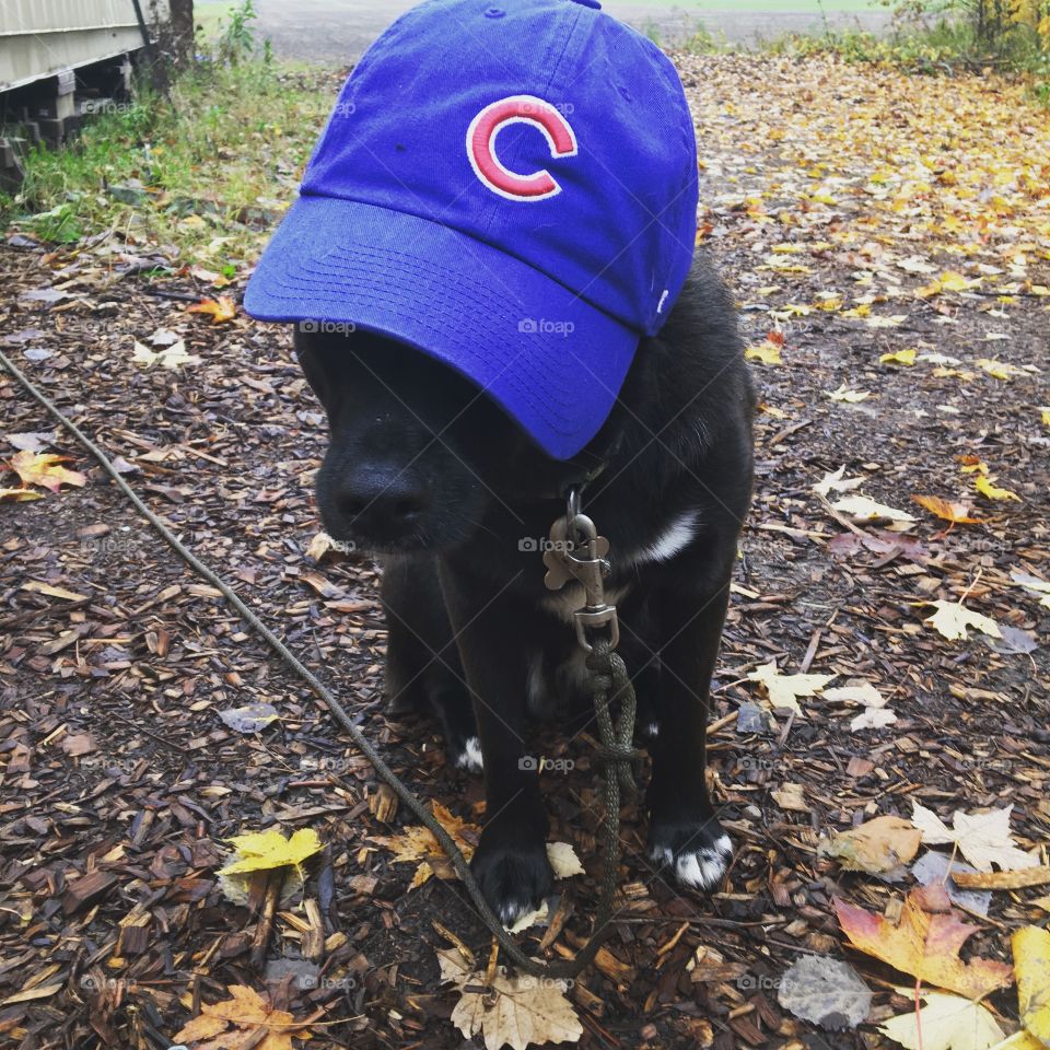 Supporting the Chicago Cubs!