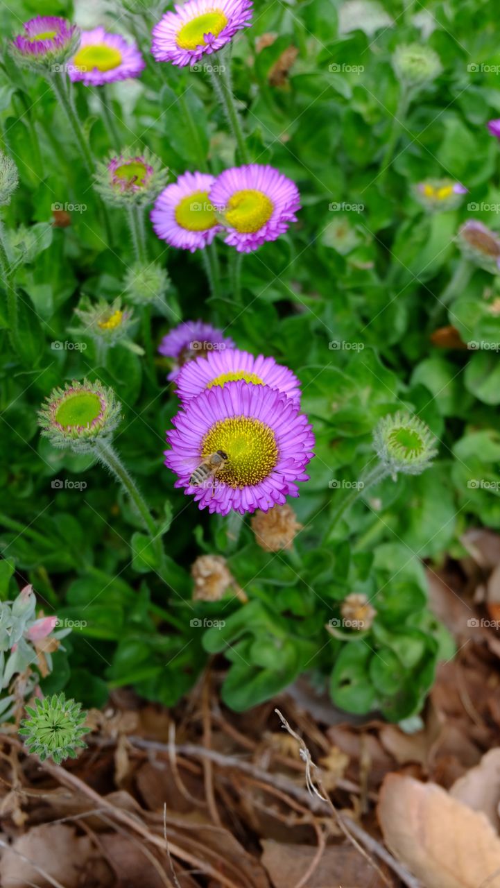 High angle view of pink flowers and a bee