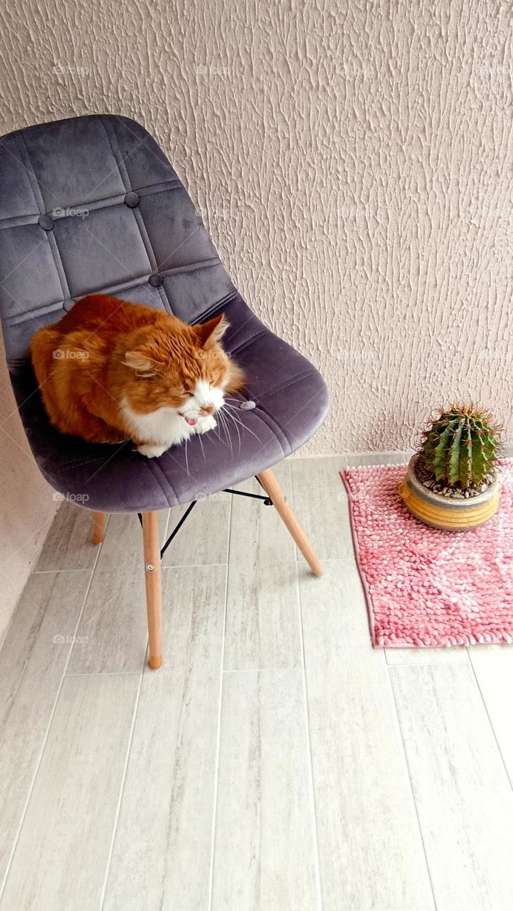 cat relaxing home