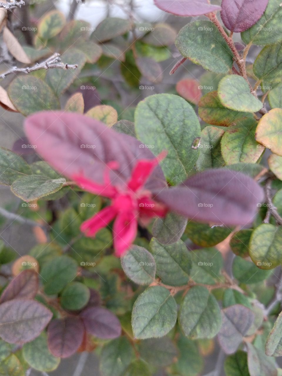 Beautiful Red Flower