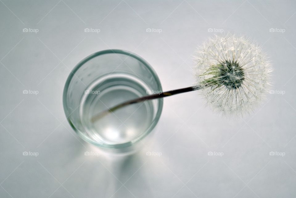 Dandelion