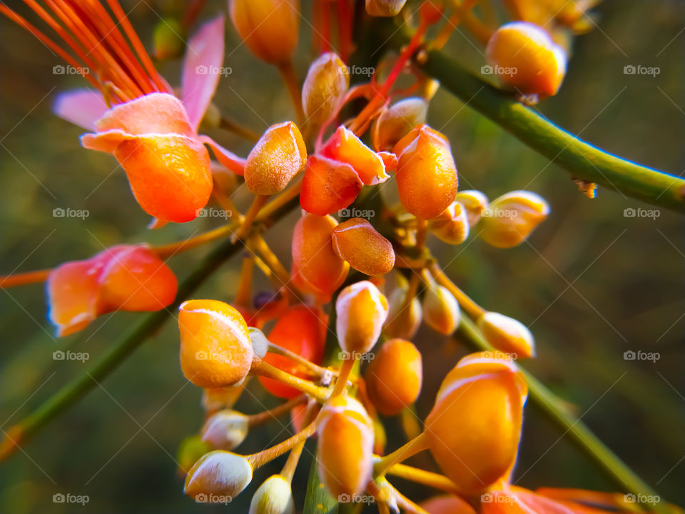 Small capparis flowers ready to bloom on branch