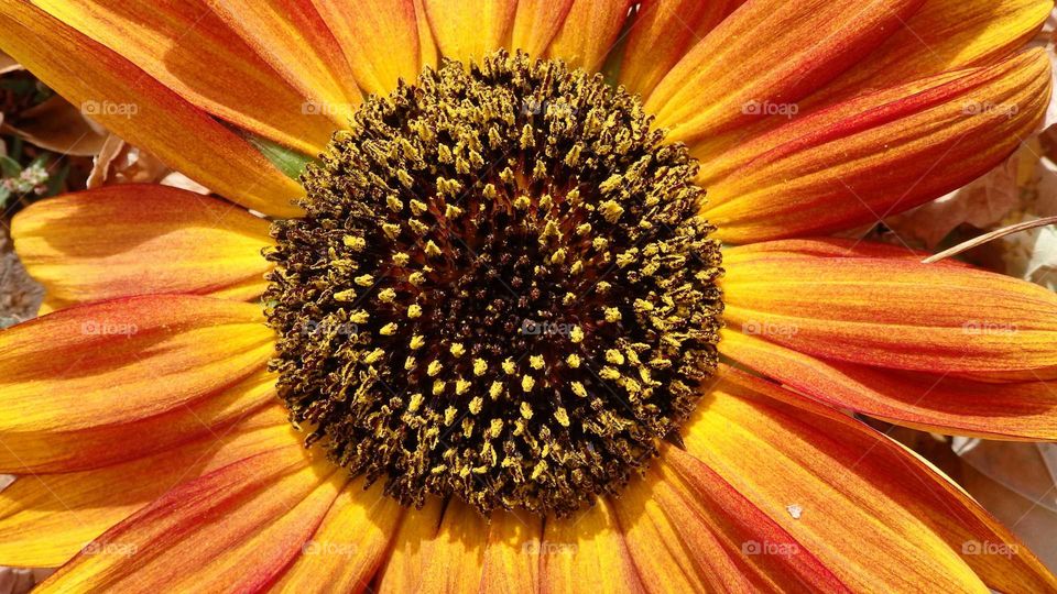 Falls Sunflower