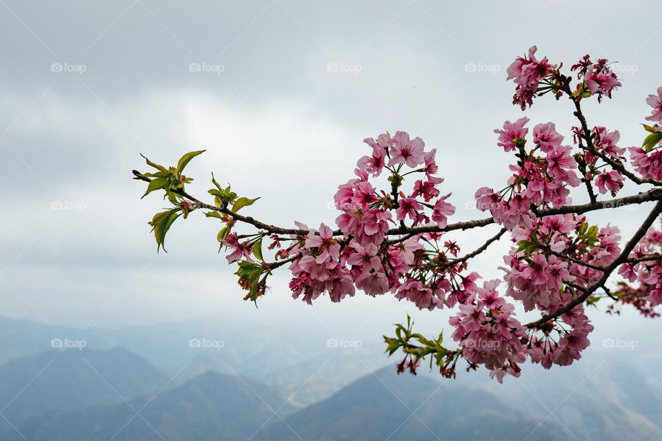 Pink cheery blossom by mountain