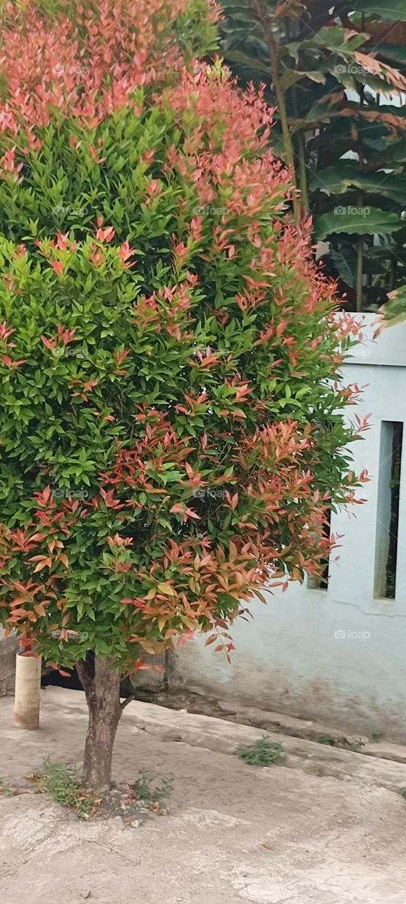 Beautiful Tree With Red and Green Leaves