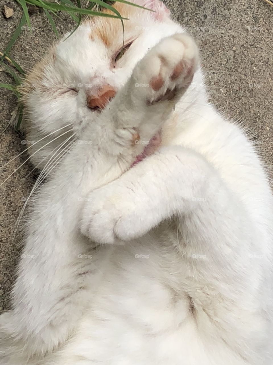 Cat cleaning herself