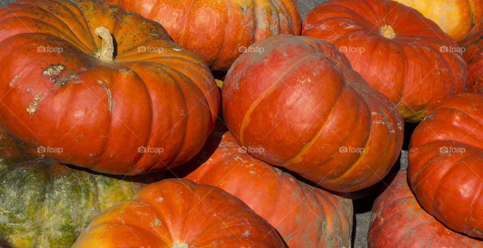 Fall pumpkin Background closeup of red and orange organic grown pumpkins at farmers market for baking pumpkin pie and soup