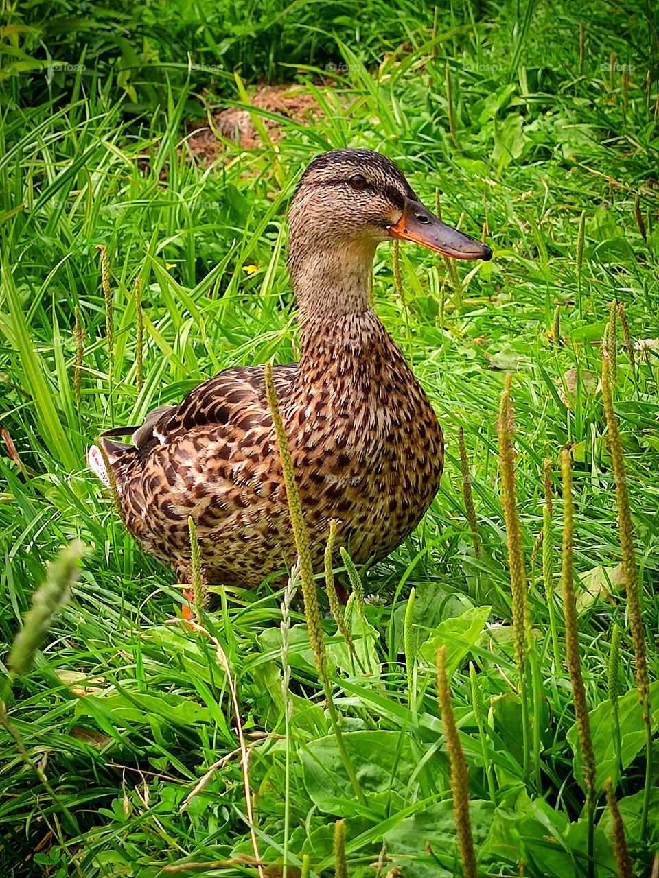 A duck stands on the green grass