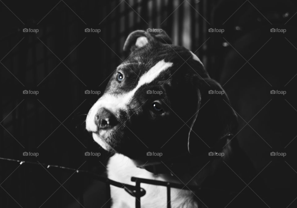 puppies in the cage.(Pit Bull Terrier)