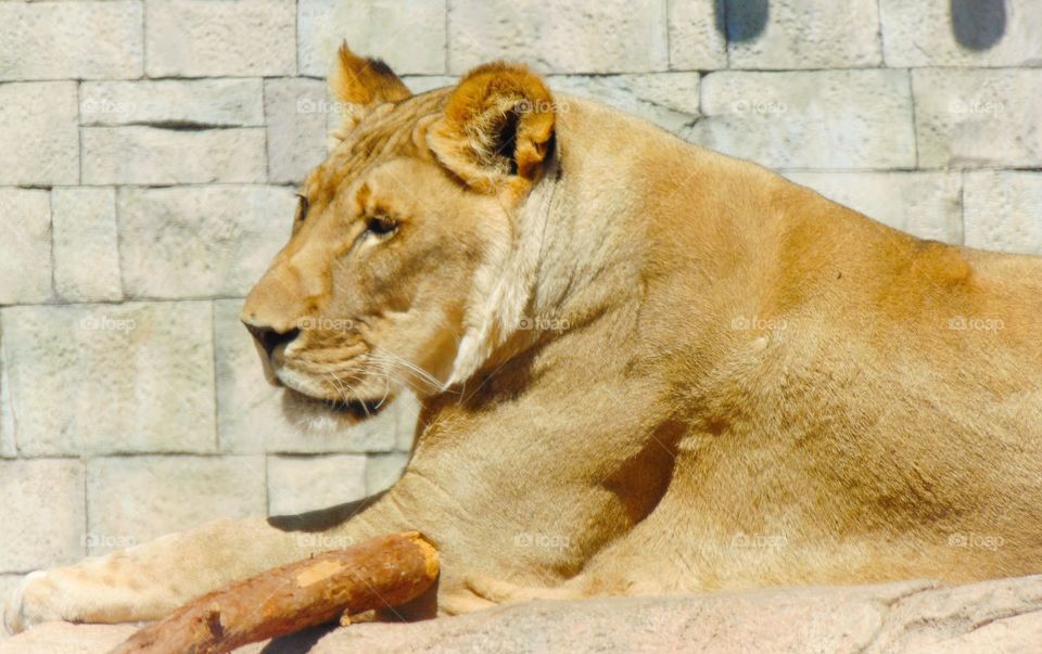 Lion resting 
