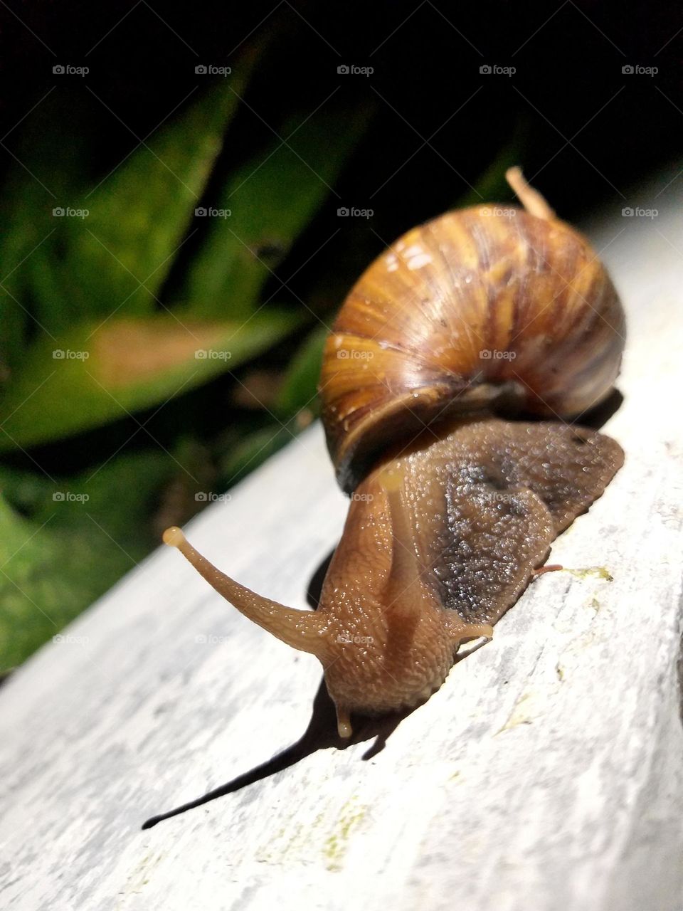 conch crawling on the wall