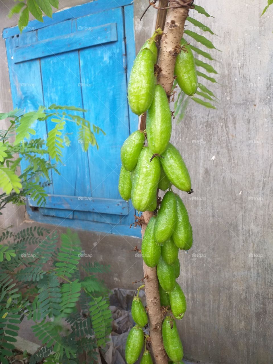 Belimbing fruits on a fresh tree.