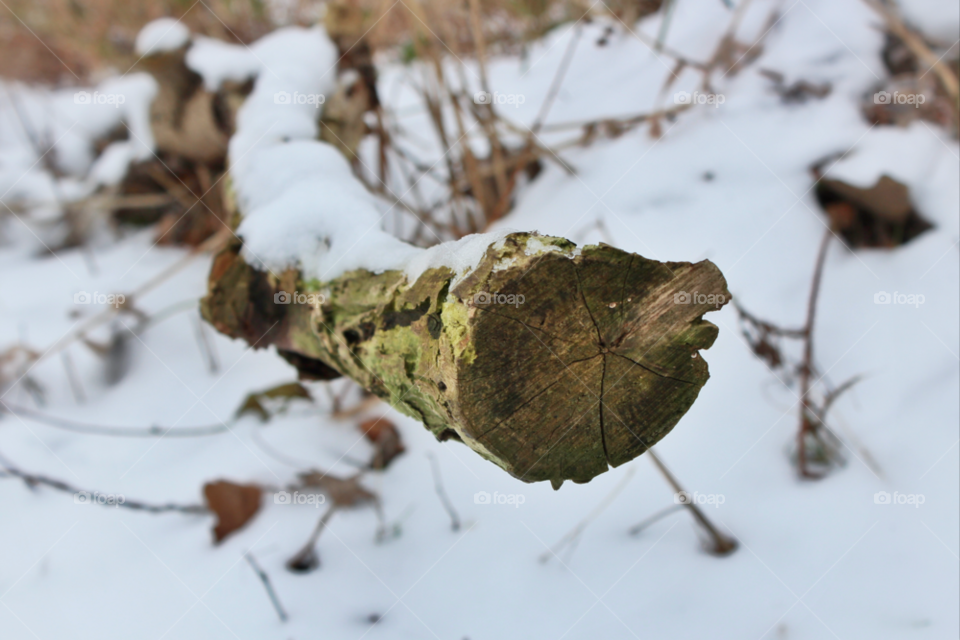 snow winter nature tree by twilite