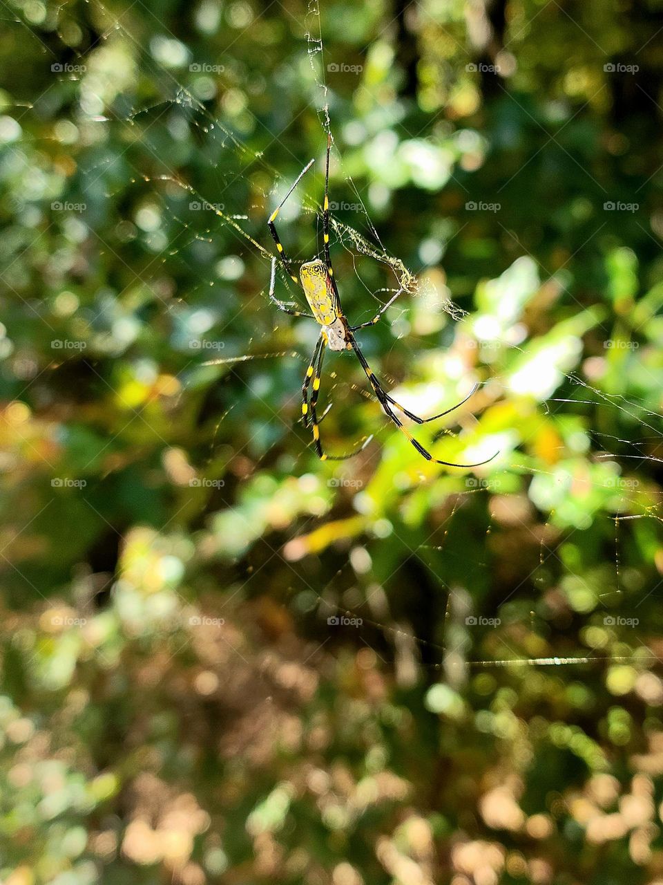 the beautiful Joro spider from Japan