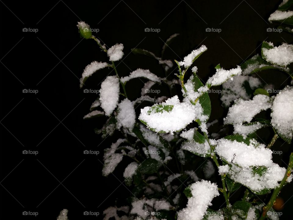 Snow on The plant