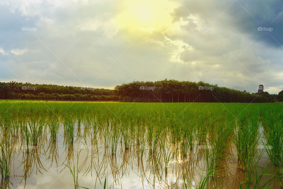 Green rice fields. Green rice fields with sunlight