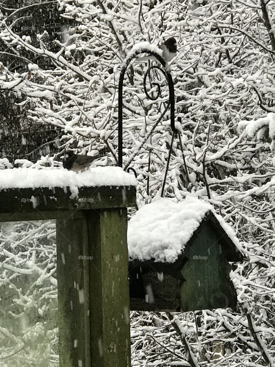 The Pacific Northwest does get some snow & our first snow was beautiful, light, powder clinging to the tiny branches creating a lacy cover. Luckily the feeder was just filled & there are a couple of Juncos happy to find an easy source of food! 🐦