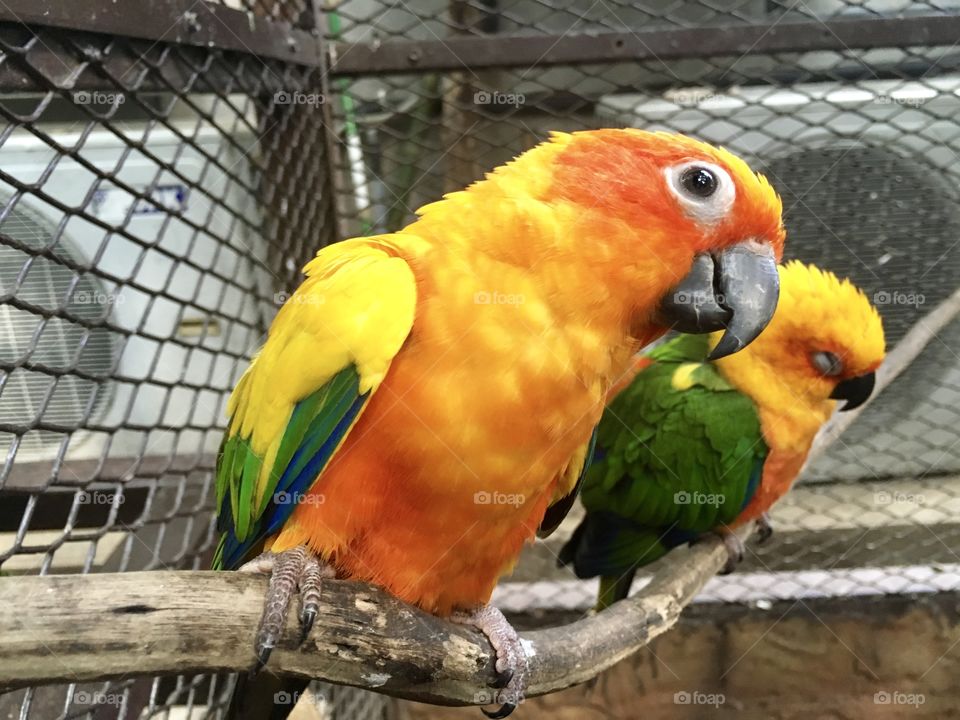 Two cute orange parrots one sleeping and second taking pose to the camera