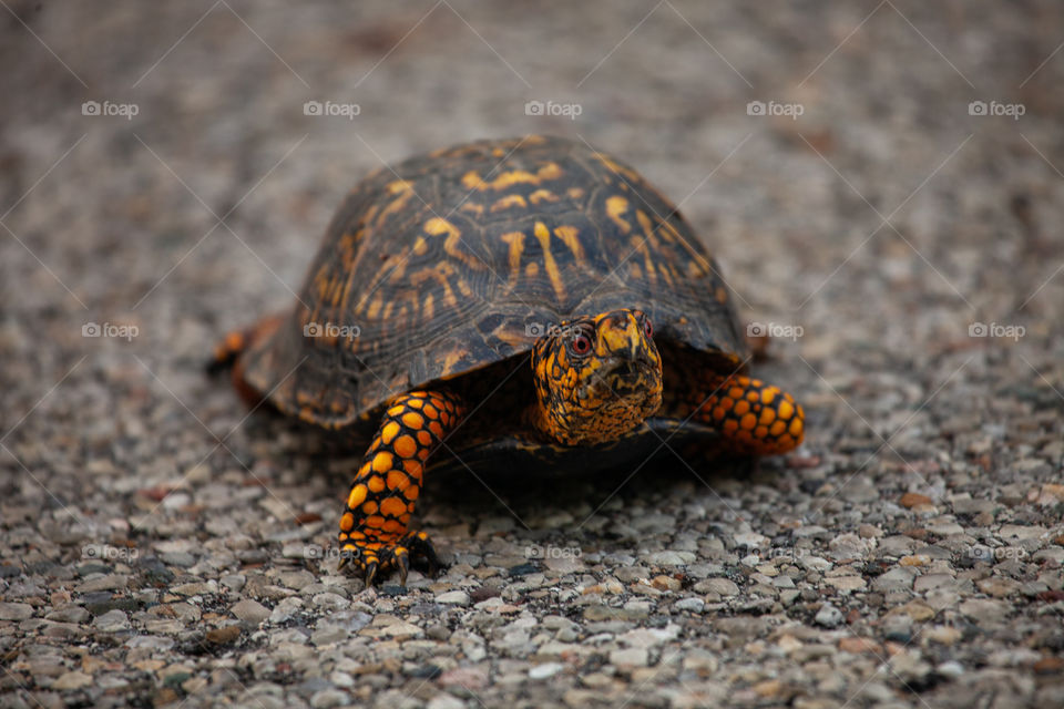 Box turtle in the road
