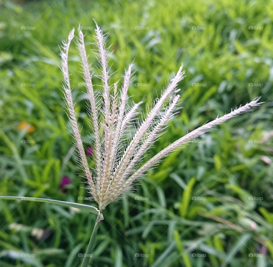 grass amazing click