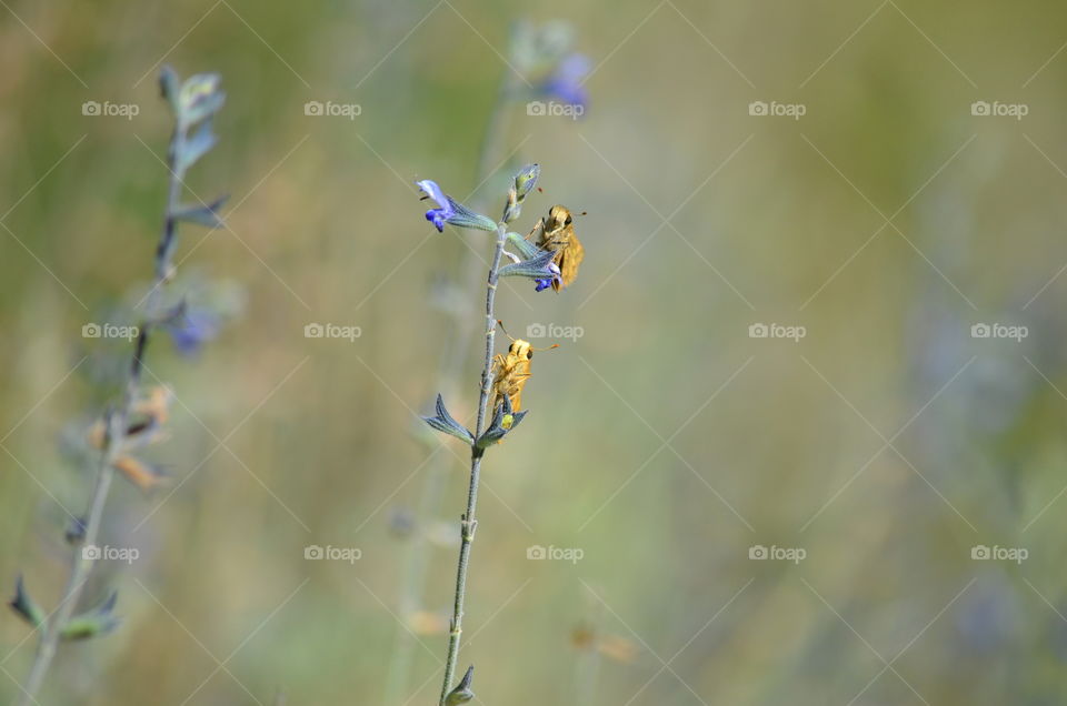 Two cute tiny flower pollinators!  🐝🐞