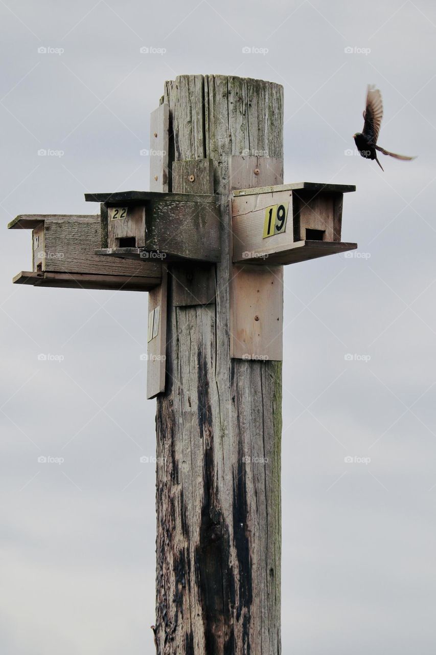 Birdhouses attached to old dock posts welcome birds near Titlow Beach, Washington State 