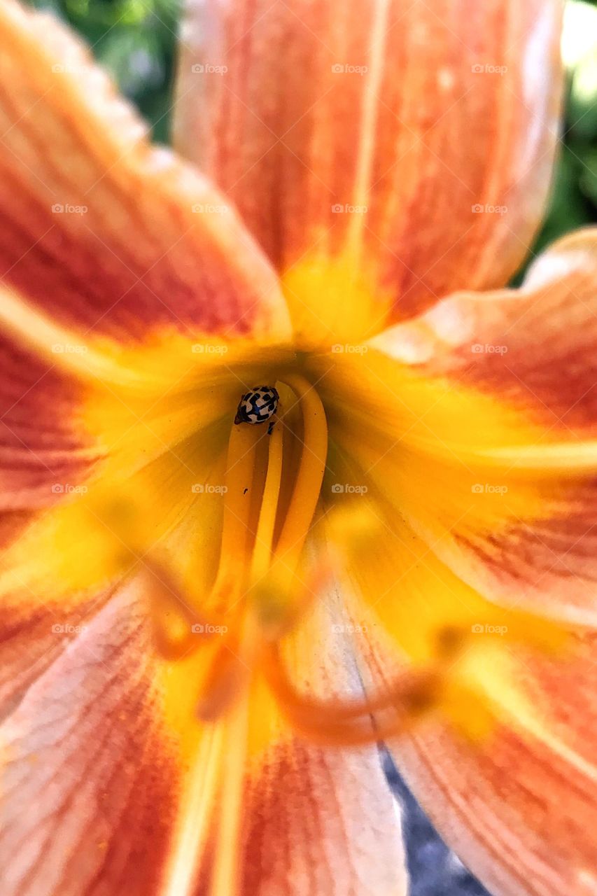 Black and white ladybug in one of my lilies...