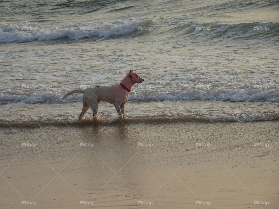 smart doggy enjoying Holi inside the sea in summer
