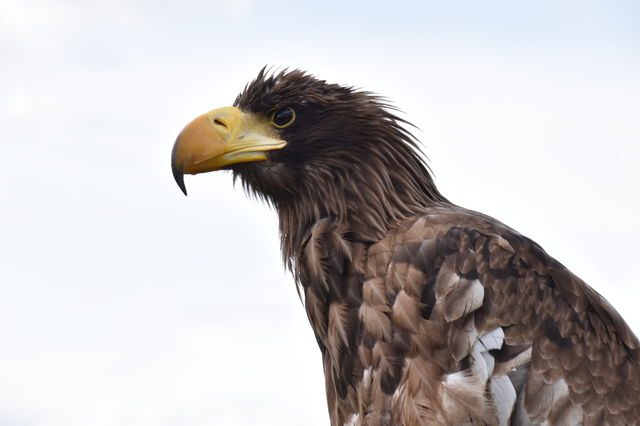 Sea eagle portraits