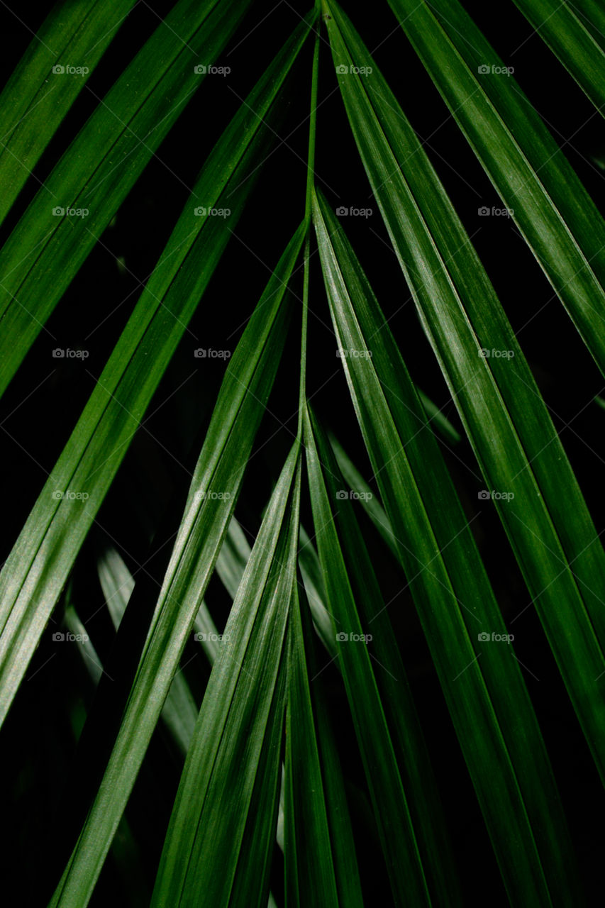 Green leafs , Palm abstract green leafs 