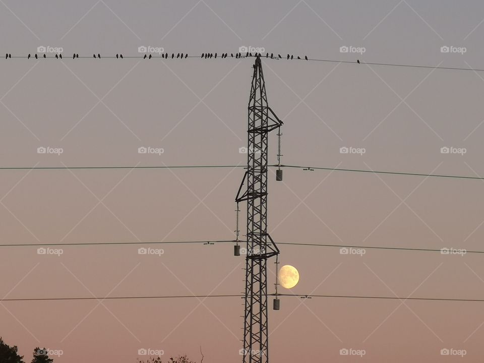 I always wondered why birds stand on electricity wires ?!  In any case, I love this picture because it is special to me because of the birds, the moon, electrical constructions. All this has a special peculiarity in the picture😍