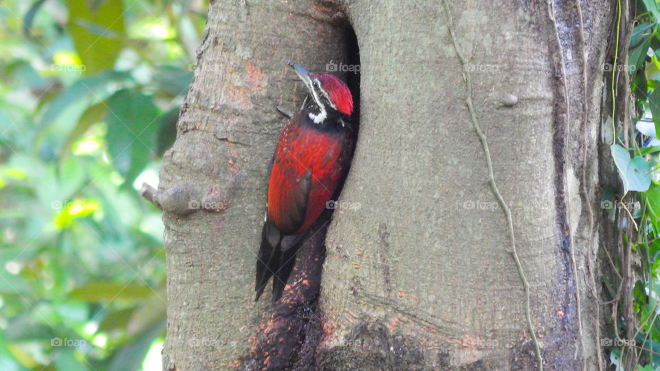 Sri Lankan woodpecker