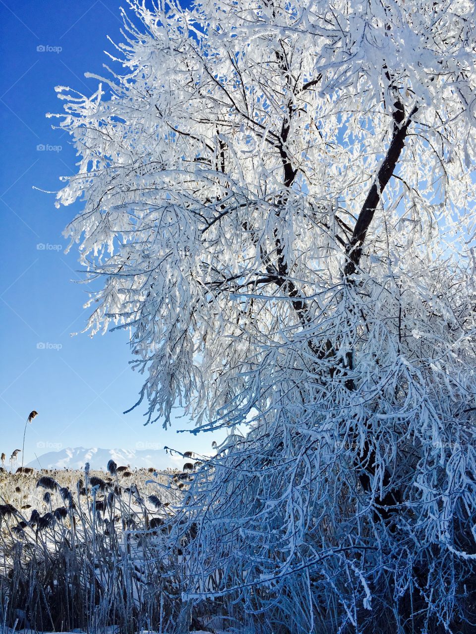 Beautiful frosted tree. Frozen. Ice. Snow. Beautiful blue sky. Freezing.