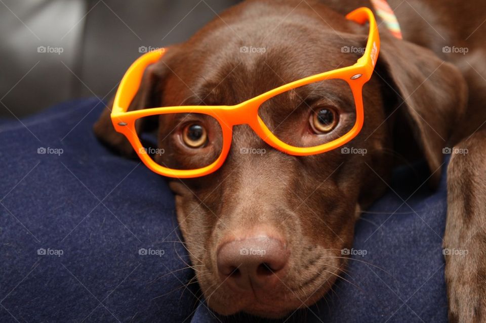 hipster dog