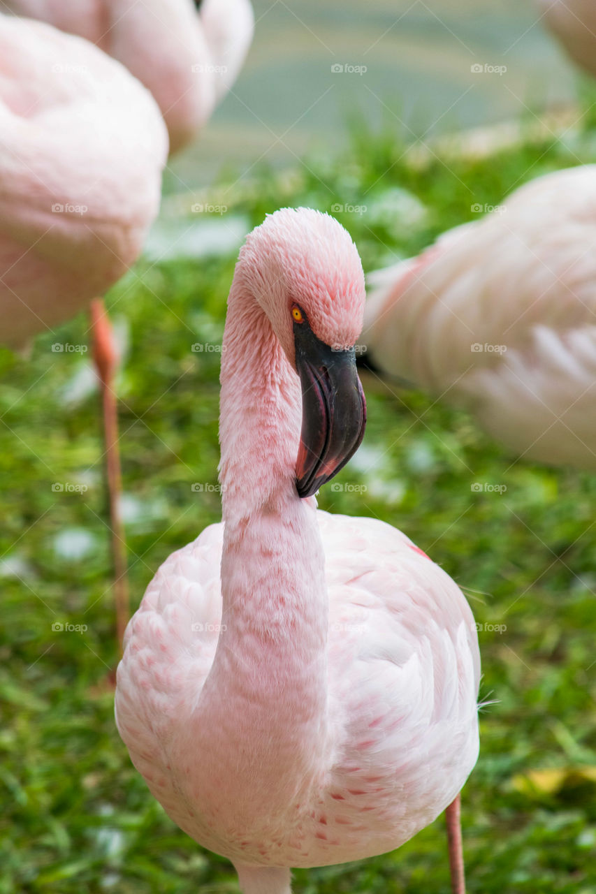 A flamingos portrait