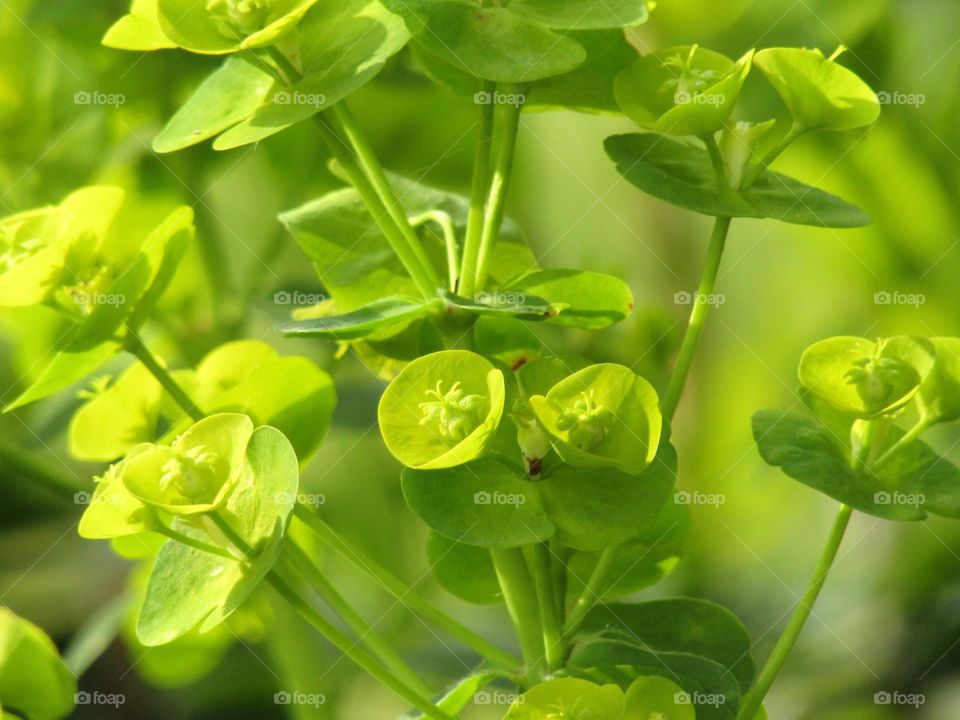 Lime green euphorbia at spring time