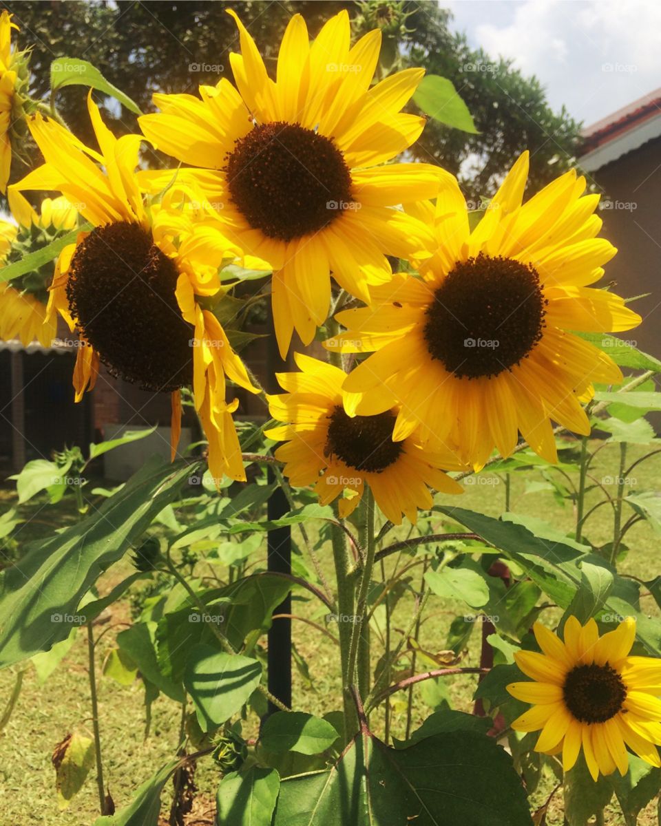 🌺Fim de #cooper!
Suado, cansado e feliz, alongando e curtindo a beleza dos #girassóis (da temporada passada).
🏁
#corrida #treino #flor #flowers #pétalas #pétala #jardim #jardinagem #garden #flora #run #running #esporte #girassol #alongamento 