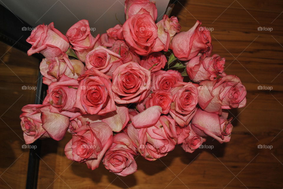 Many beautiful amazing pink roses