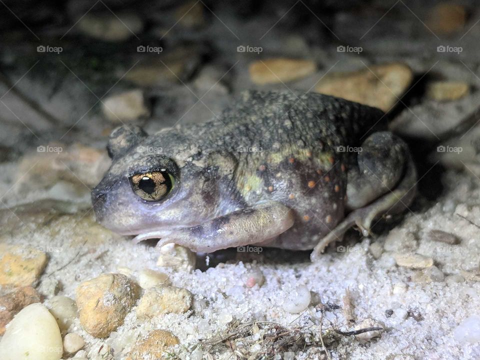 Eastern Spadefoot Toad