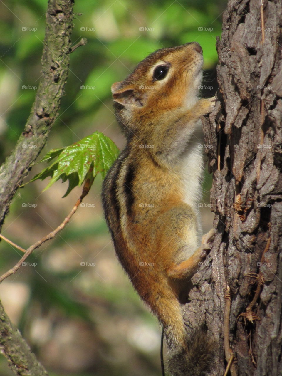 Chipmunk at Iroqouis Wildlife Reserve