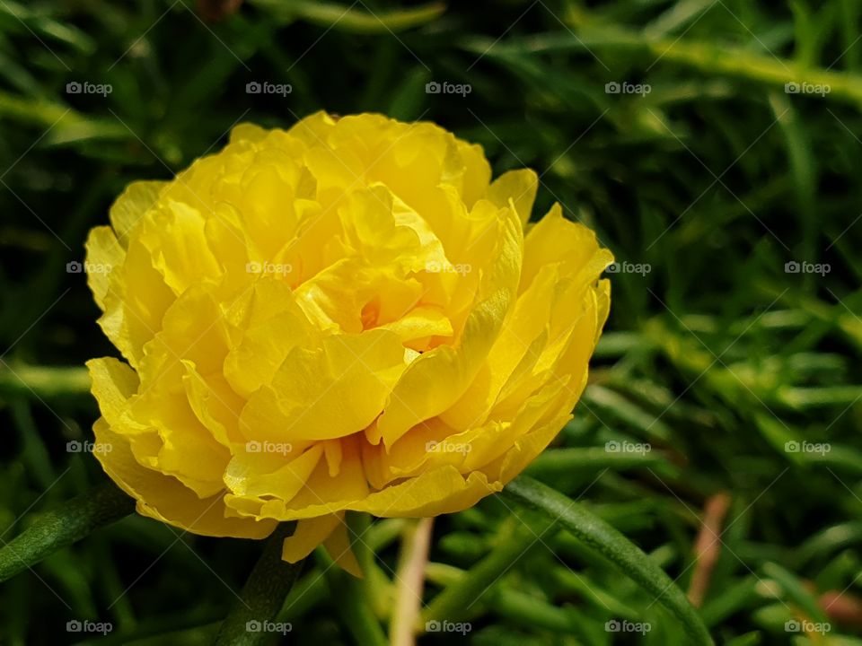 the portulaca grandiflora