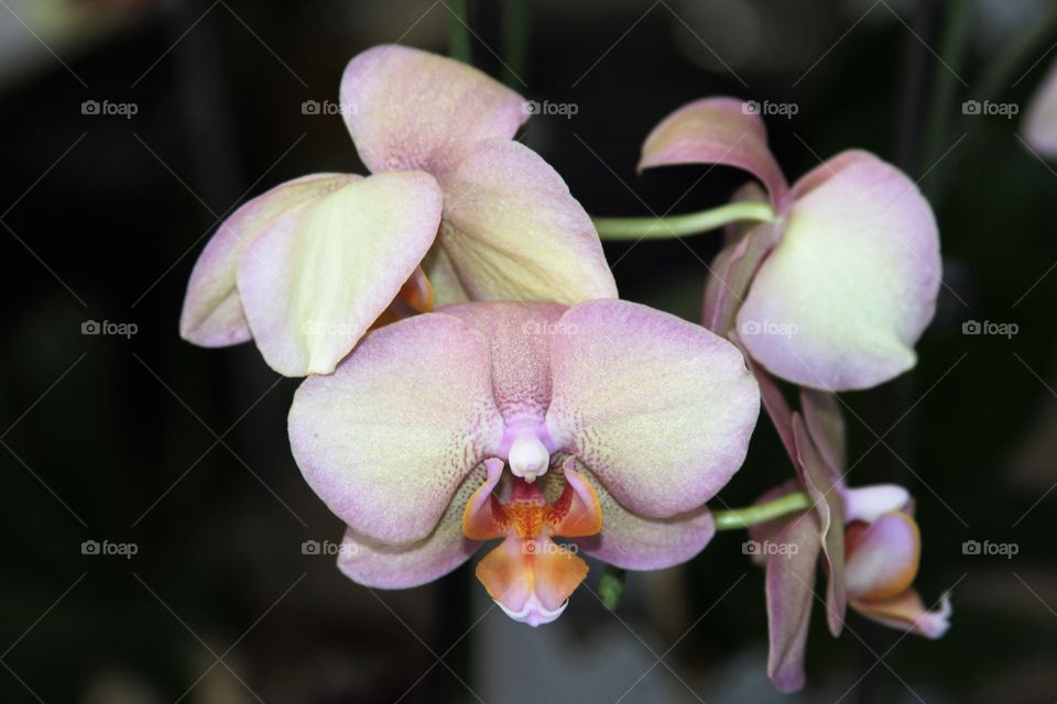 orchids in bloom.