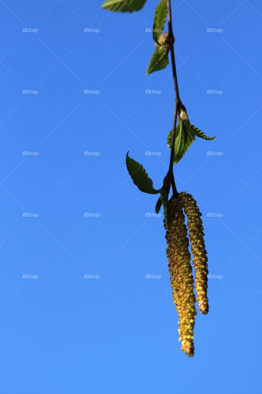 flowers and new leaves.