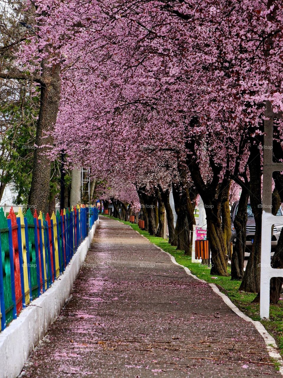 japanese cherry blossoms