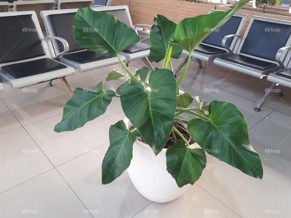 Decorations containing green plants in pots are available in the bench area for train passengers inside the station