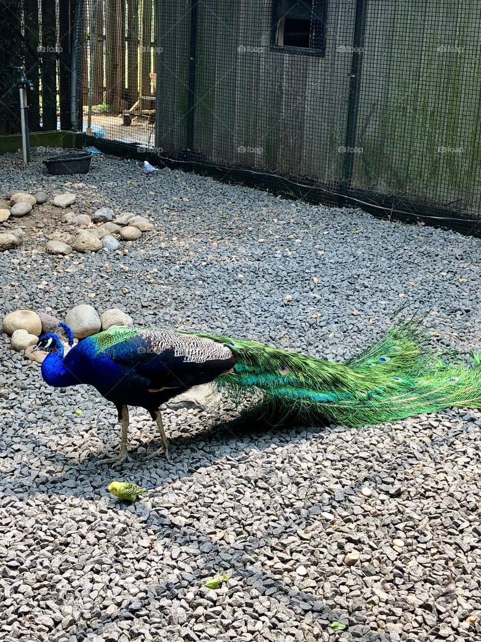 Beautiful Peacock bird - Reston Zoo  