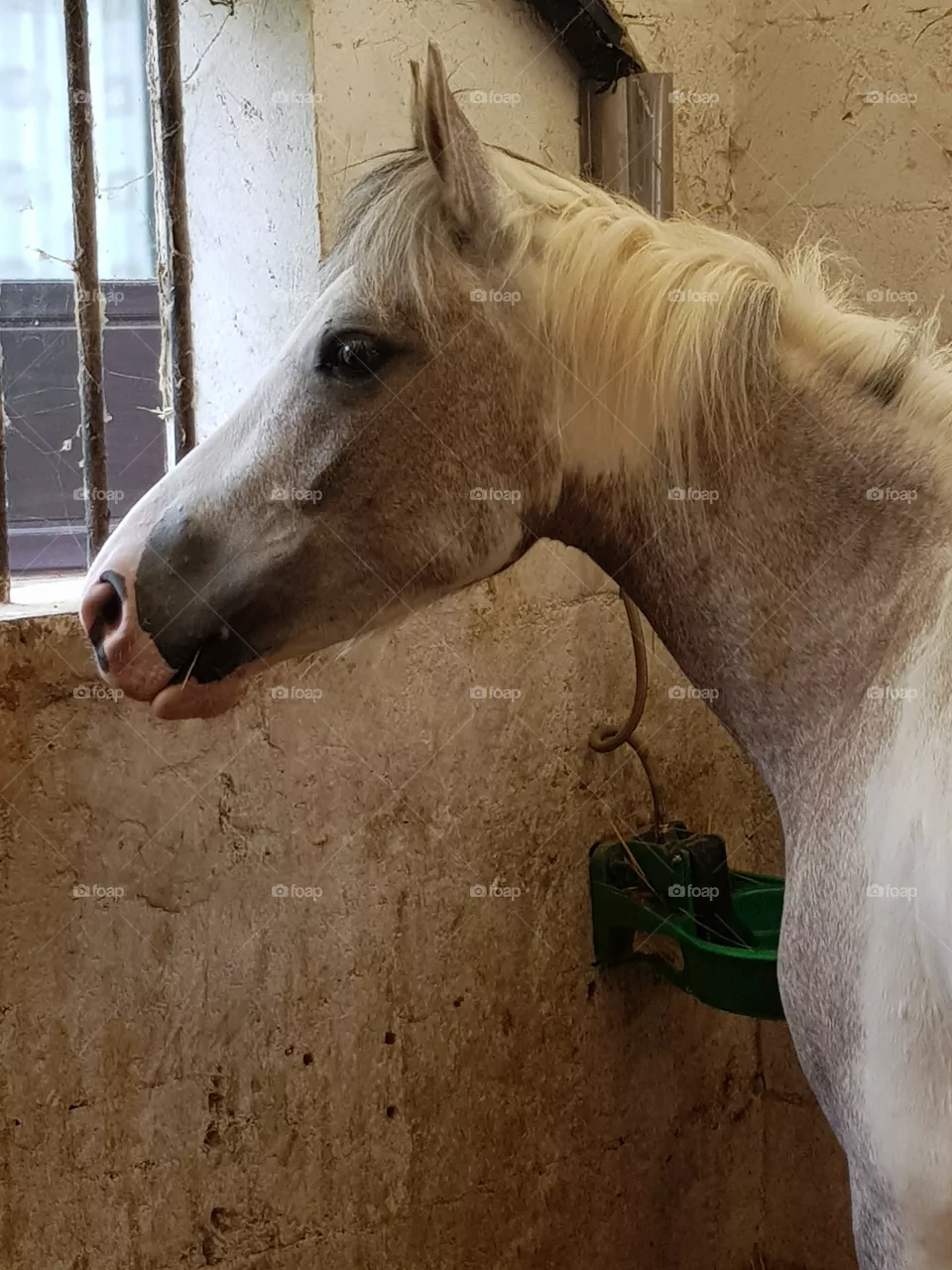 horse on his box