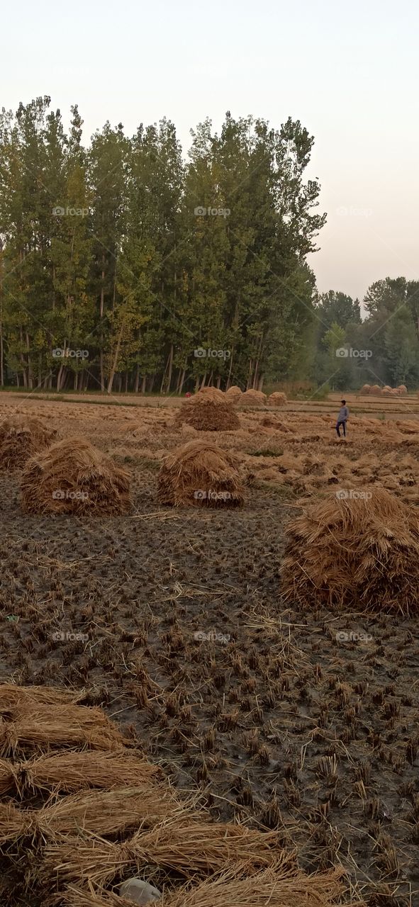 Autum Season in Kashmir !!!!
This year's harvesting of Rice produce in Paddy fields in South Kashmir's Pulwama District of Kashmir Valley in progress...